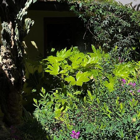 Loquat House Nel Giardino Segreto In Zona Vaticano Řím Exteriér fotografie